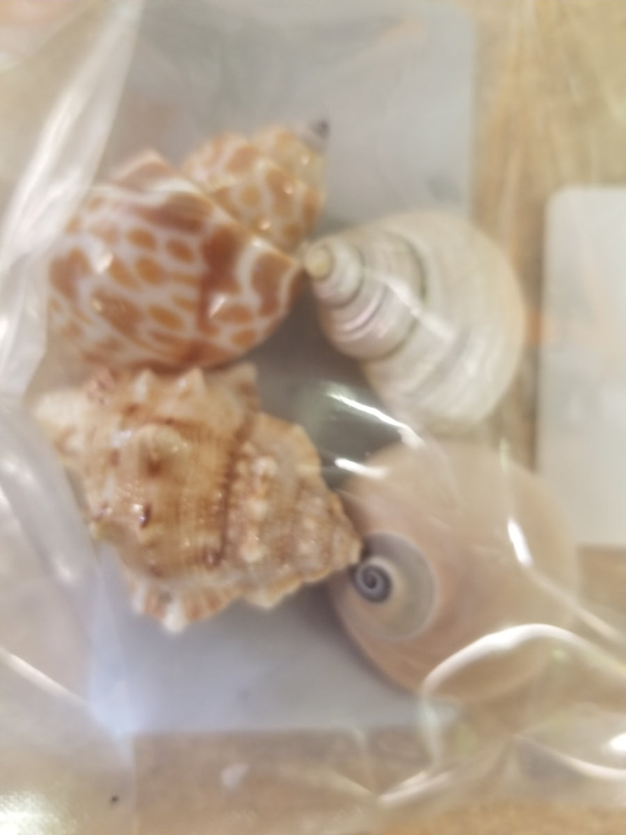 Hermit Crab Shells – Guppy Barn Aquatics