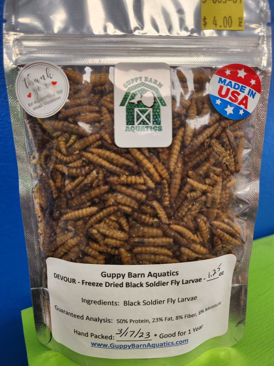 Black Soldier Fly Larvae - Soldier Worms